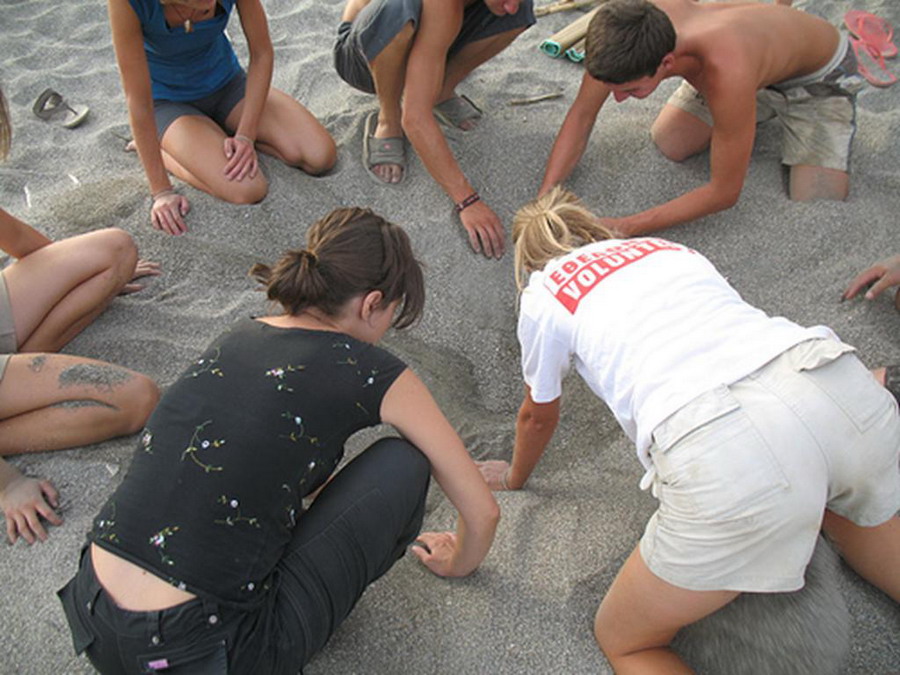  Kornjače CarettaCaretta 